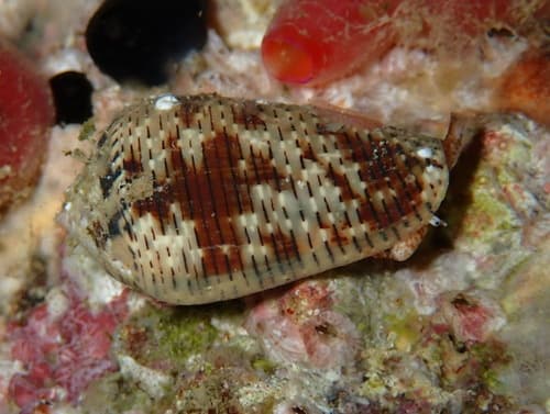 Conus koukae
