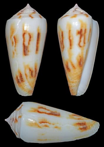 Conus kwajaleinensis
