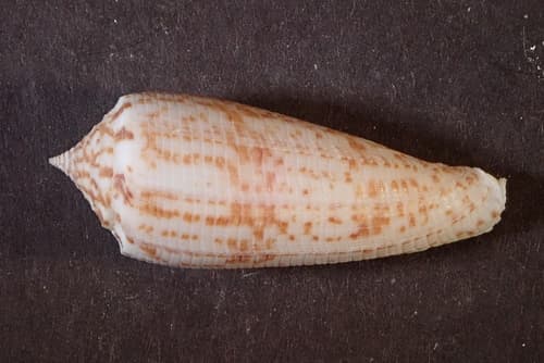 Conus laterculatus