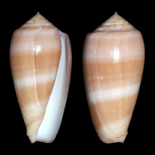 Conus leobottonii