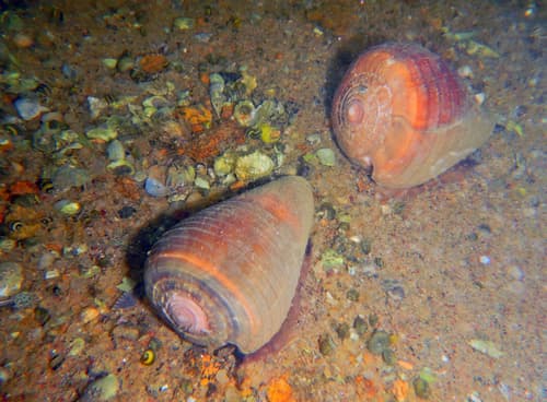 Conus loroisii