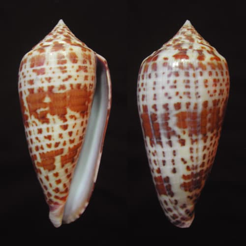 Conus lynceus