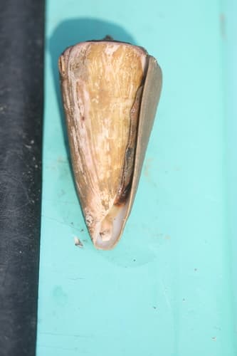 Conus malabaricus