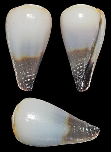 Conus mcbridei