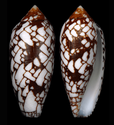 Conus michelcharlesi