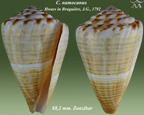 Conus namocanus