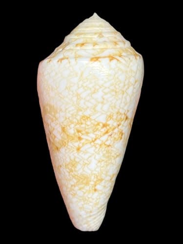 Conus nodulosus