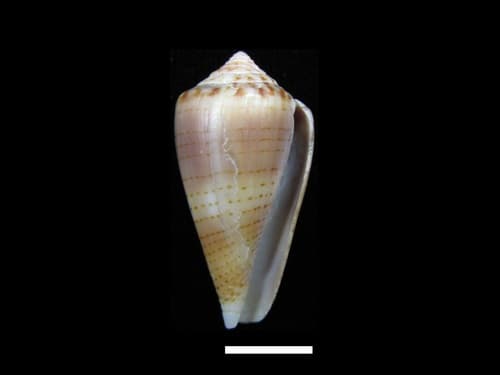 Conus pauperculus