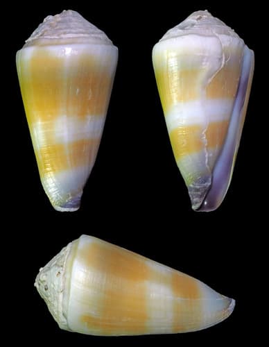 Conus peasei
