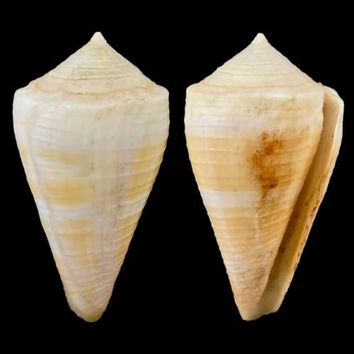 Conus penchaszadehi