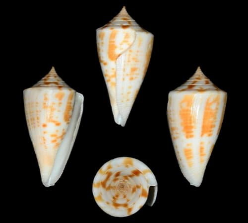 Conus portobeloensis