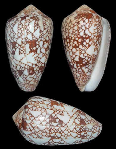 Conus purus