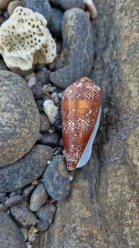 Conus quasimagnificus