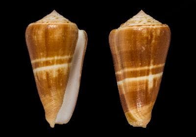 Conus quasimagus