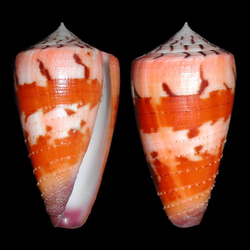 Conus renkeri