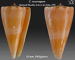 Conus roseorapum