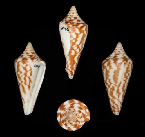 Conus scalaris