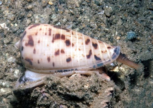 Conus solomonensis