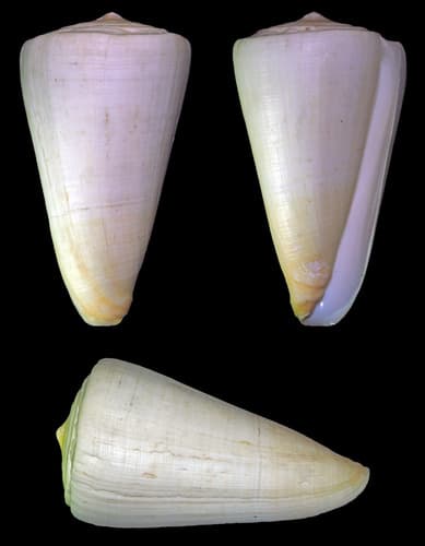 Conus spiceri