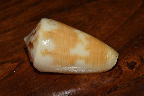 Conus striatellus