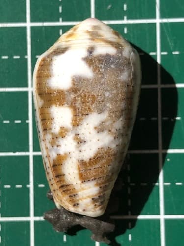 Conus striolatus