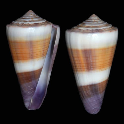Conus sugillatus