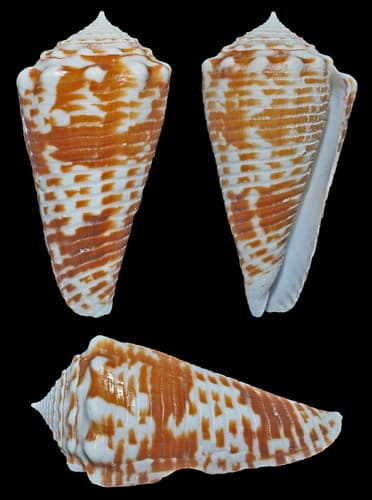 Conus sulcocastaneus