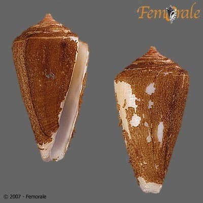 Conus tabidus
