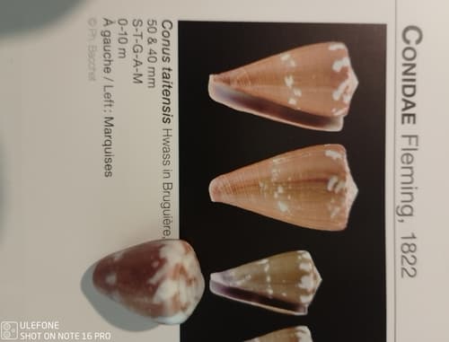 Conus taitensis