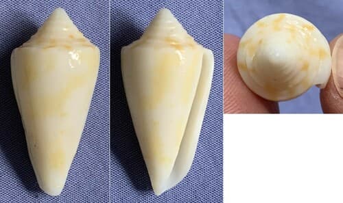 Conus tranthami
