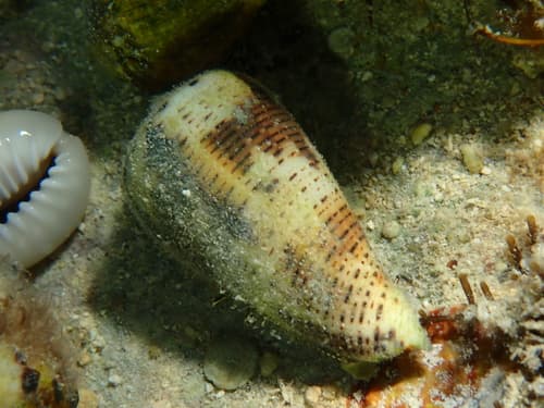 Conus vitilevuensis