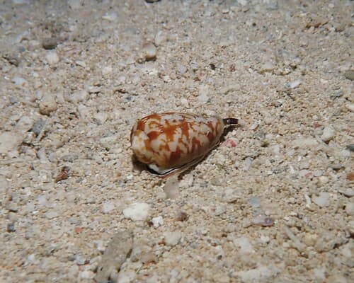 Conus wittigi