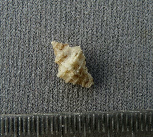 Coralliophila costata