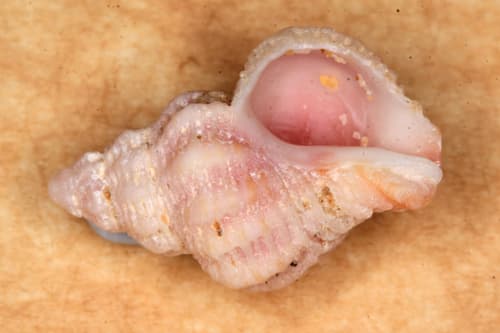 Coralliophila nodosa