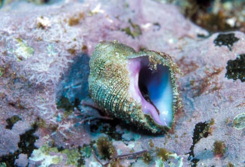 Coralliophila radula