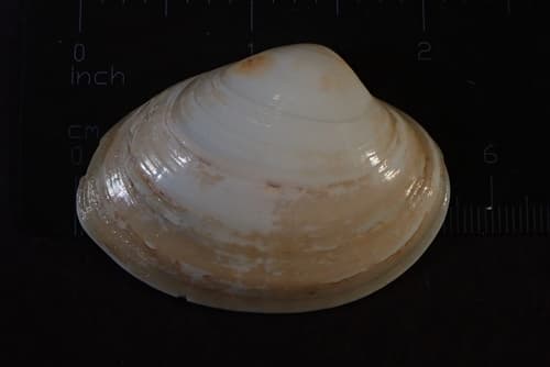 Costacallista florida