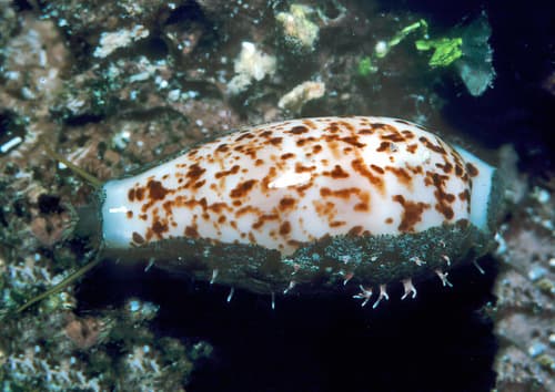 Coxen's cowrie