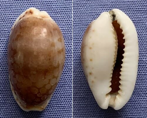 Cribrarula cribellum