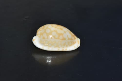 Cribrarula esontropia