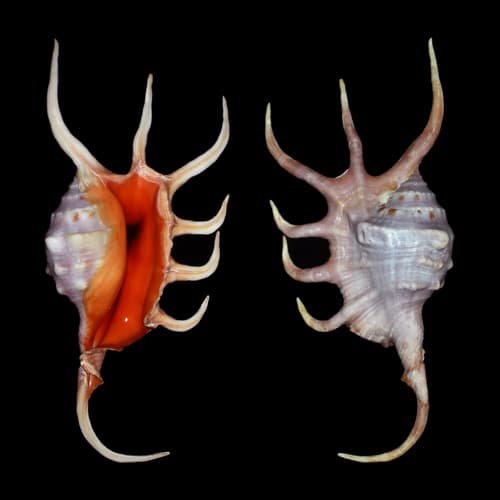 Crocate Spider Shell