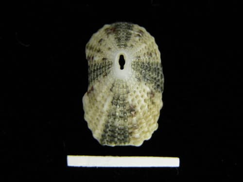 Cross Keynote Limpet