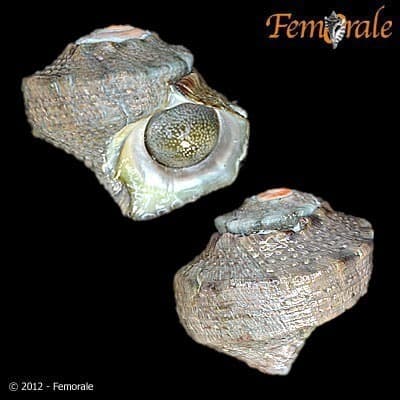 Crowned Turban Shell