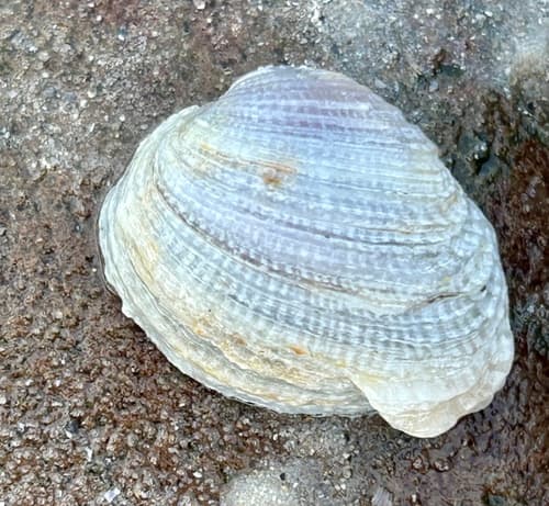 Cuming's Boring-Venus