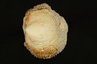 Cup-and-Saucer Limpet