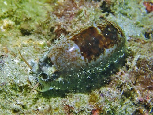 Cylindrical Cowry