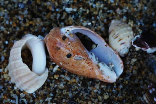 Cymbiola moretonensis