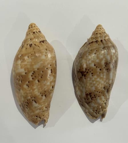 Cymbiola scottjordani