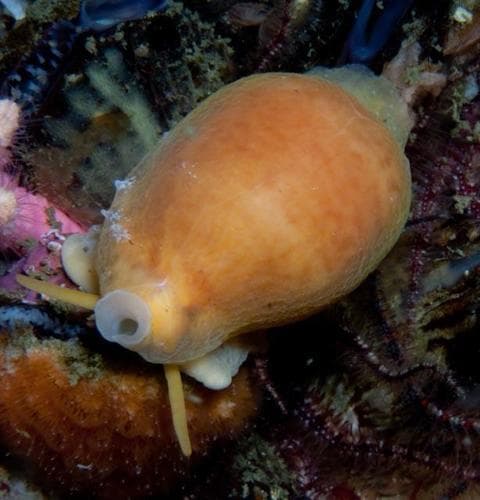 Cypraeovula algoensis