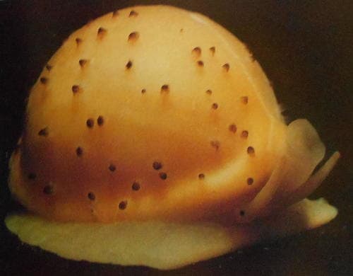 Cypraeovula atlantica