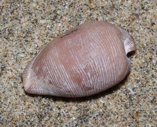 Cypraeovula capensis